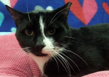 Hamptons Spay-ghetti Dinner Fundraiser Supports SASF’s Mobile Clinic