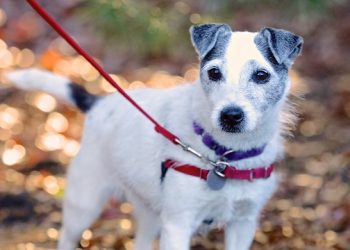 Hamptons-Based Animal Shelter Hosting Valentine’s Day Weekend Open House And Supporting “Operation Puppy Love”
