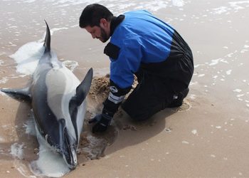 Riverhead Foundation For Marine Research And Preservation Rescues Dolphin From Hamptons Beach