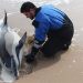 Riverhead Foundation For Marine Research And Preservation Rescues Dolphin From Hamptons Beach