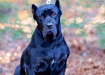 Animal Rescue Fund Of The Hamptons Hosting Inaugural Easter Egg Hunt