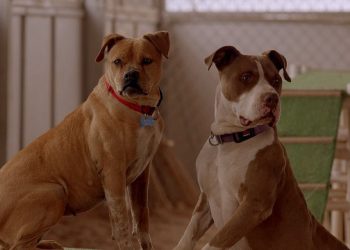 Animal Focused Films Featured In Hamptons Documentary Festival