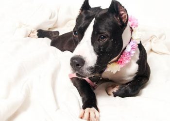 East End Mini Golf Fundraiser Supports Local Animal Shelter