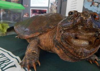 East End Family Fun Day Aims To Teach Youth About The Joys Of Nature