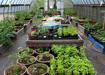 Springs School Students’ Green Thumb On Display During Plant Sale And Fundraiser