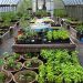 Springs School Students’ Green Thumb On Display During Plant Sale And Fundraiser