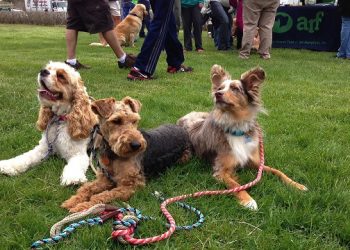 Upcoming Hamptons Doggie Social, Community Yard Sale And Treasures From The East To Support Montauk’s Second House Museum