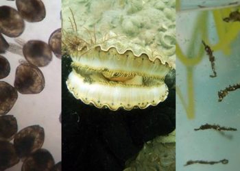 The Art Barge Partners With Cornell Cooperative Extension For “Art And Science” Series