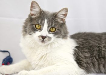 East End-Based Animal Shelter Receives 4-Star Rating