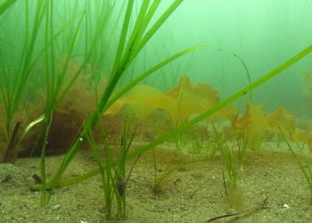 Suffolk County Launches New Seaweed Cultivation Project