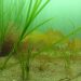 Suffolk County Launches New Seaweed Cultivation Project