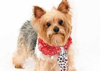 2nd Annual NBCUniversal Clear The Shelters Event Giving Thousands Of Animals A Second Chance At Adoption