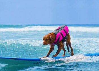 First-Ever National Dog Film Festival Tour To Visit The Hamptons