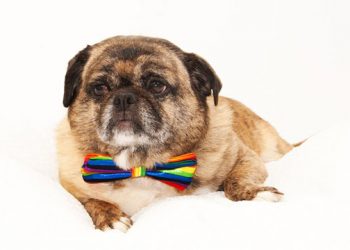 Hamptons Dog Days Of Summer Benefit Helping Local Shelter Animals Find New Forever Homes