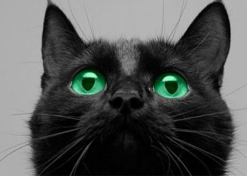 Southampton Animal Shelter Foundation Hoping To Increase Number Of Black Cat Adoptions In August