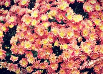 Celebrate All Things Fall During This Inaugural East End Festival