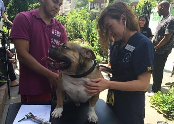 Bideawee And Goldman Sachs Team Up To Provide Healthcare For The Pets Of New York’s Homeless