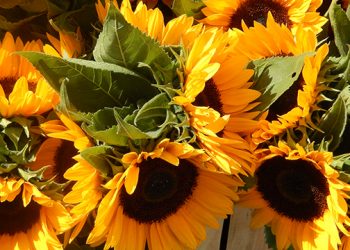 2016 Southampton SeptemberFest: Sunday’s Schedule Of Events