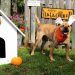 Strut Your Mutt Award Campaign To End On Halloween