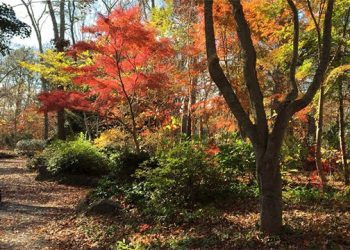 Fall In Love With Fall 2016 During Hamptons Foliage Garden Walk