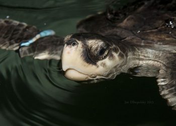 Riverhead Foundation For Marine Research And Preservation Preparing For Cold Stun Season
