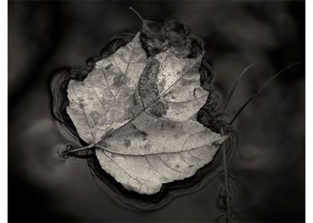 John Todaro, Anahi DeCanio, Sarah Jaffe Turnbull, And Annie Sessler Featured In Pop-Up Hamptons Art Show