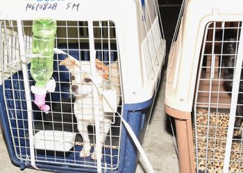 Dogs Rescued From China’s Yulin Meat Festival Arrive Stateside