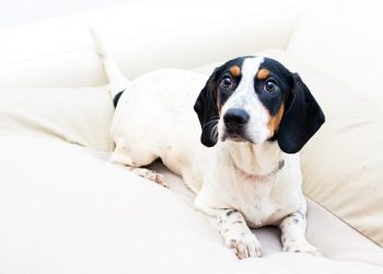 Westhampton Beach-Based Dance Studio Hosting Paint Night In Support Of Hamptons-Based Animal Shelter