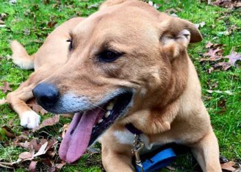 Hamptons-Based Library Teams Up With Local Animal Shelter For Furry Friends Drive