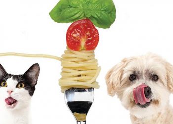 Hamptons SPAY-ghetti Feast Supporting Affordable Vet Services And Surgeries