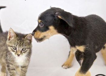 “Share The Love” At Animal Rescue Fund Of The Hamptons This Valentine’s Day Weekend