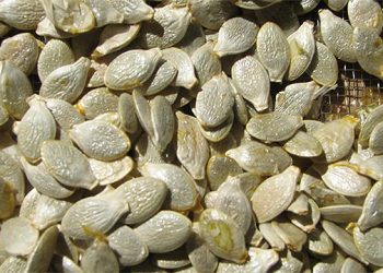 Long Island Regional Seed Consortium Hosting The Ultimate Local Seed Swap