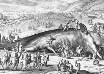 Southampton Historical Museum Highlighting The Rise And Demise Of Southampton’s Whaling Industry