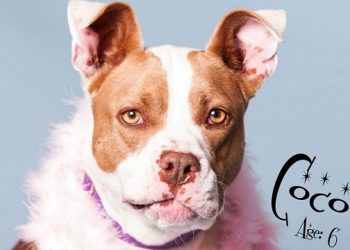 Crack Up For A Cause On April’s Fool Day With J.J. Boyd, Paul Corrigan, Mike Keegan, And Hilary Schwartz