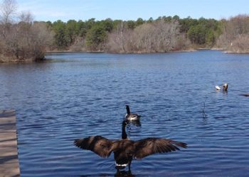 Quogue Wildlife Refuge Hosting Inaugural Walk For Wildlife Walk-a-Thon