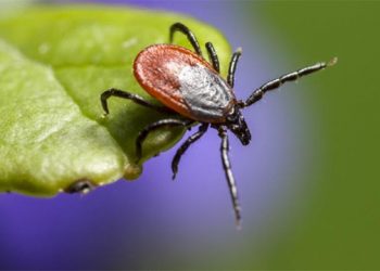 Local Expert Weighs In On How To Prepare For Tick Season