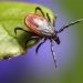 Local Expert Weighs In On How To Prepare For Tick Season