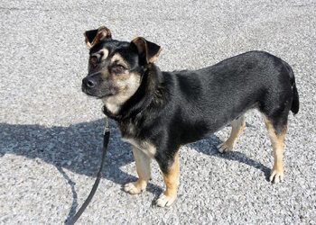 Paws In The Park To Raise Funds For The Southampton Animal Shelter Foundation