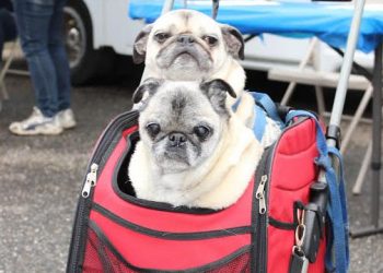 Celebrate Animal Shelter Adoption During Animal Rescue Fund Of The Hamptons’ Annual Pet-Friendly Event