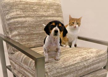 Shop ‘Til You Drop This Memorial Day Weekend While You Support Animal Rescue Fund Of The Hamptons