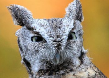 Evelyn Alexander Wildlife Rescue Center And Quogue Wildlife Refuge Holding “Wild Things!” Hamptons Benefit