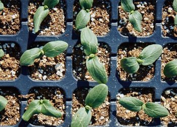 Long Island Regional Seed Consortium Looking To Protect Regional Seed Bank With “The Mothership” Kickstarter Campaign