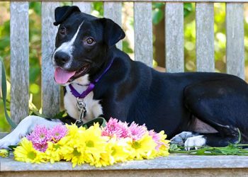 Animal Rescue Fund Of The Hamptons’ 31st Annual Garden Tour To Showcase East Hampton Landscapes