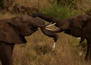 Tusk USA Partners With Harbor East For “An Evening In The Wild”