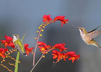 23rd Annual Show On The Montauk Green To Feature Artists Of All Mediums