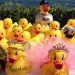 A Sea Of Rubber Duckies Invading Hampton Bays