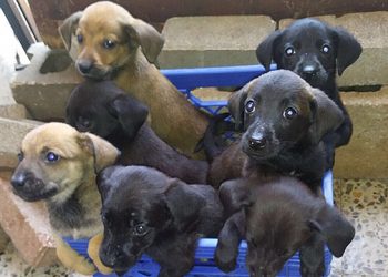 Inaugural “Paws On Parade” And “Ties & Tails” Taking Place Over Columbus Day Weekend