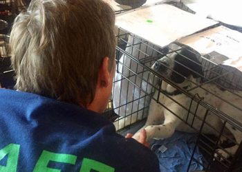 The Angels Unaware At Hamptons Animal Shelters Extend Their Paws To Displaced Four-Footed Friends