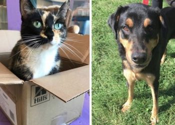 Bideawee’s “Fall In Love Festival” To Feature Pumpkins, Face Painting, Puppies, Pet Portraits, And More