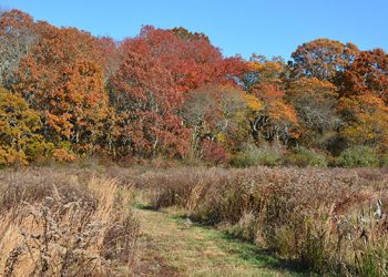 Take A Walk Through Long Pond Greenbelt And Learn About Lichens With Dr. James D. Lendemer